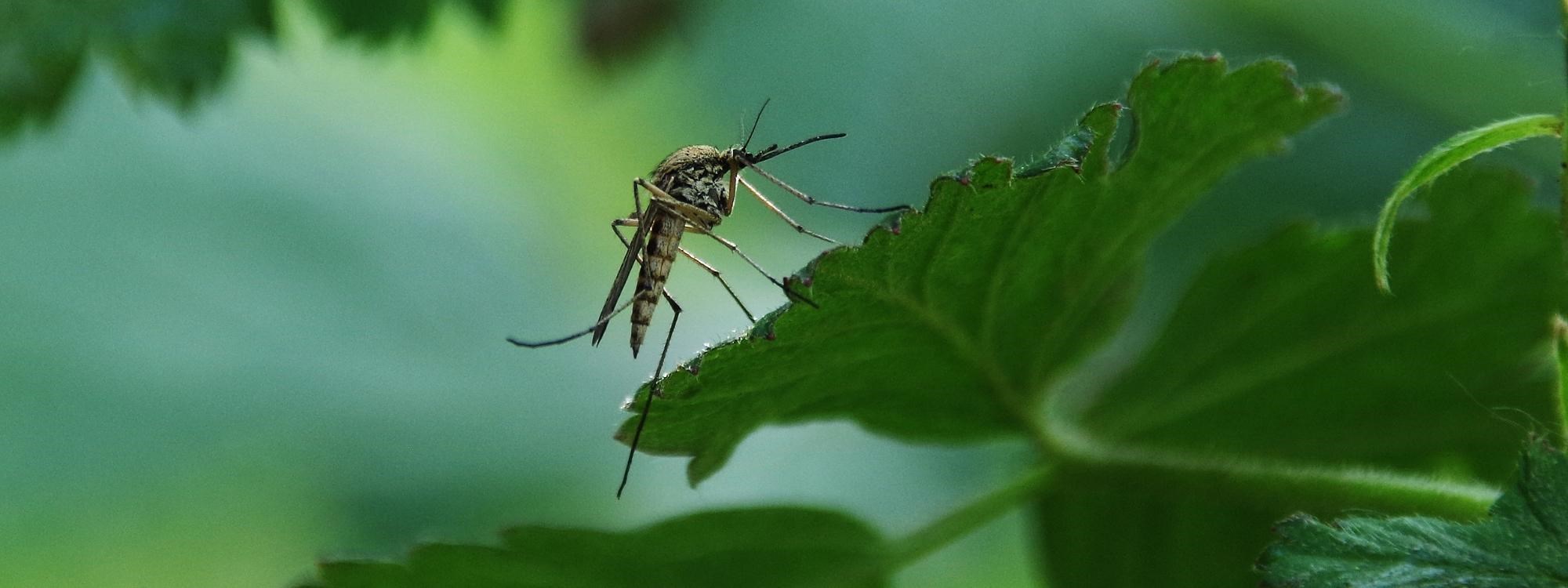 Nekādu dzēlienu, iegādājieties kukaiņu slazdus