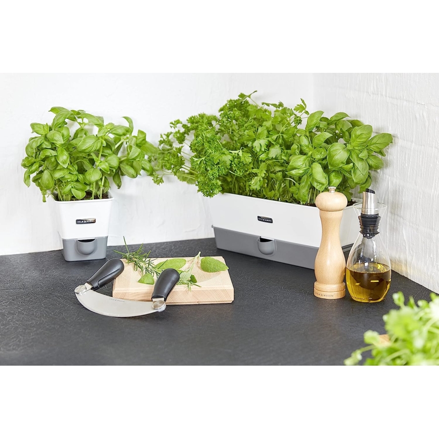 Cole&Mason - Sāls dzirnaviņas CAPSTAN BEECH dižskābardis 20 cm
