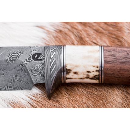 Damaskas medību nazis 11,8 cm rieksts/brieža rags