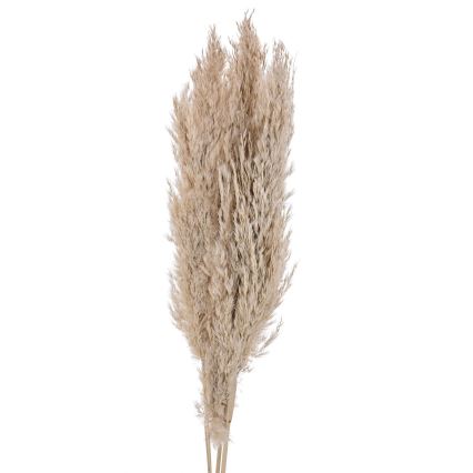 Eglo - Sausie ziedi 85 cm bēša