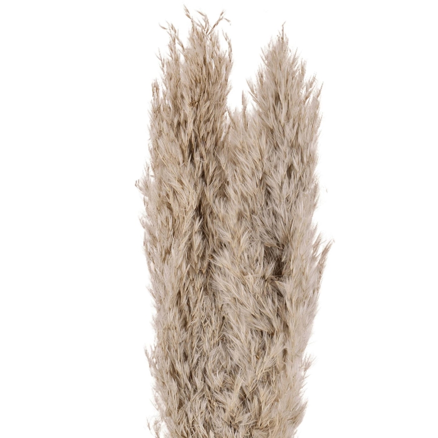 Eglo - Sausie ziedi 55 cm bēša