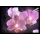 Eglo 75036 - LED dekoratīvs attēls ORCHIDS 4xLED/0.02W