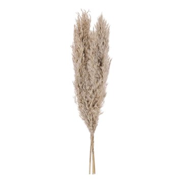 Eglo - Sausie ziedi 55 cm bēša