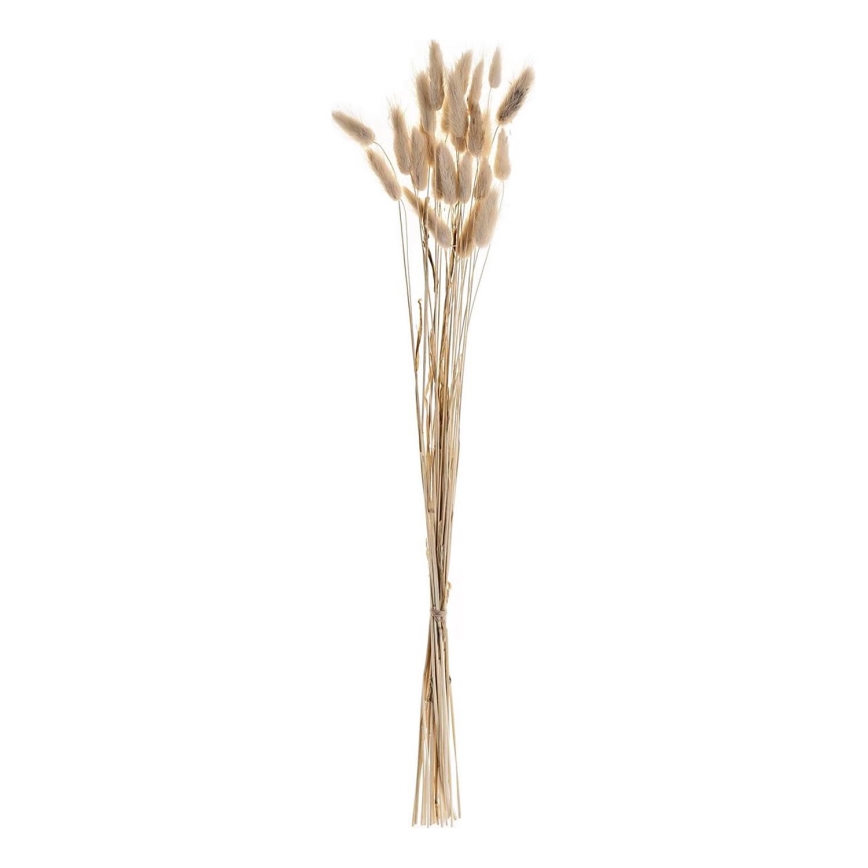 Eglo - Sausie ziedi 60 cm bēša