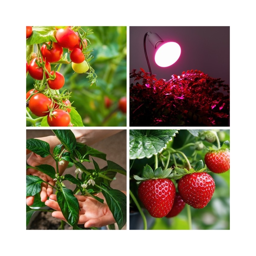 Elastīga galda lampa ar skavu augu audzēšanai PLANTY 1xE27/30W/230V balta