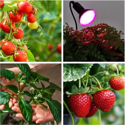 Elastīga galda lampa ar skavu augu audzēšanai PLANTY 1xE27/30W/230V melna