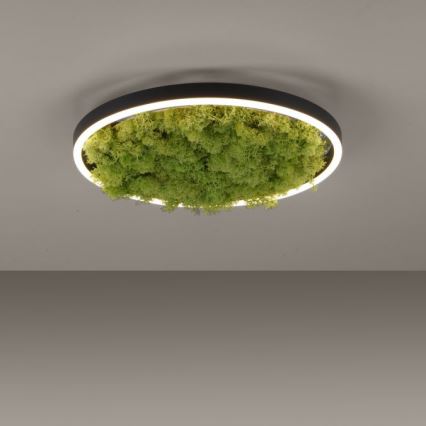 JUST LIGHT. 15391-66 - LED Aptumšojama griestu lampa GREEN RITU LED/20W/230V
