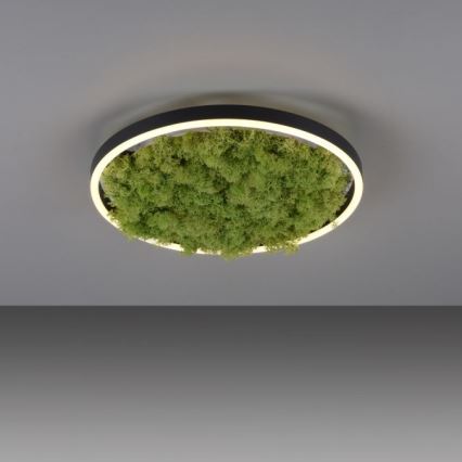 JUST LIGHT. 15391-66 - LED Aptumšojama griestu lampa GREEN RITU LED/20W/230V