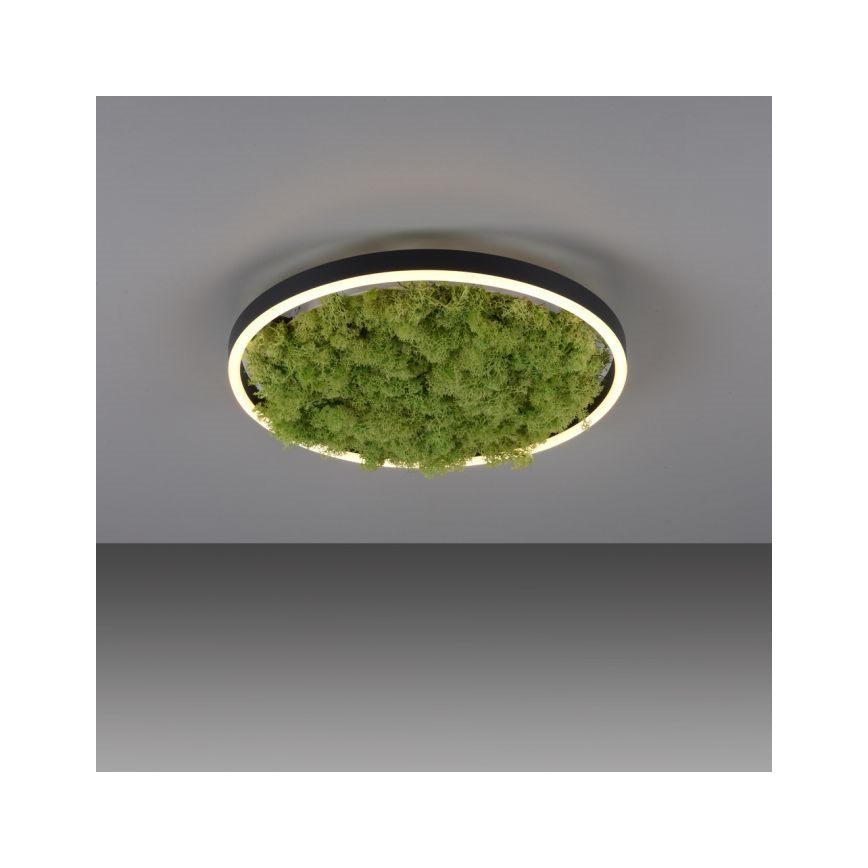 JUST LIGHT. 15391-66 - LED Aptumšojama griestu lampa GREEN RITU LED/20W/230V