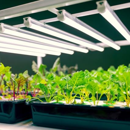 LED apakšgaismojums augu audzēšanai GROWLY LED/9W/230V balts