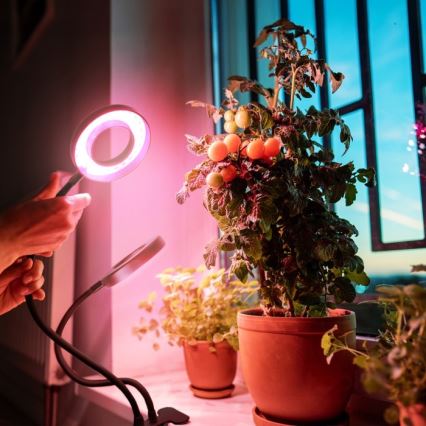 LED Aptumšojama pielāgojama galda lampa ar stiprinājumu augu audzēšanai VITARO 2xLED/4W/230V melna