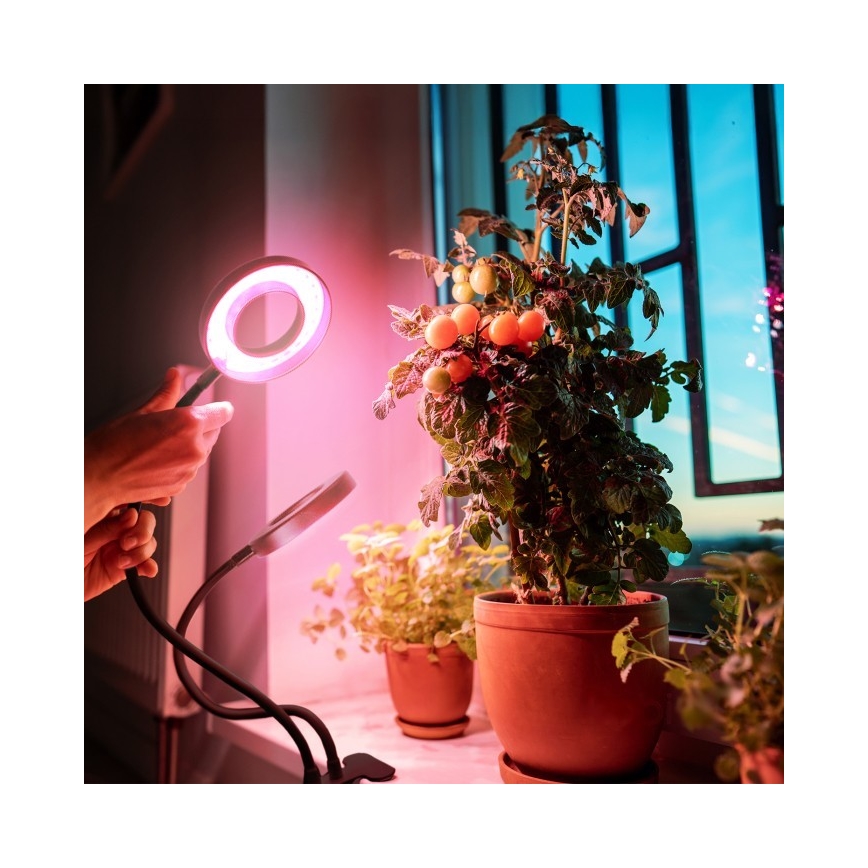 LED Aptumšojama pielāgojama galda lampa ar stiprinājumu augu audzēšanai VITARO 2xLED/4W/230V melna