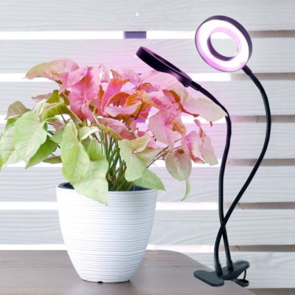 LED Aptumšojama pielāgojama galda lampa ar stiprinājumu augu audzēšanai VITARO 2xLED/4W/230V melna