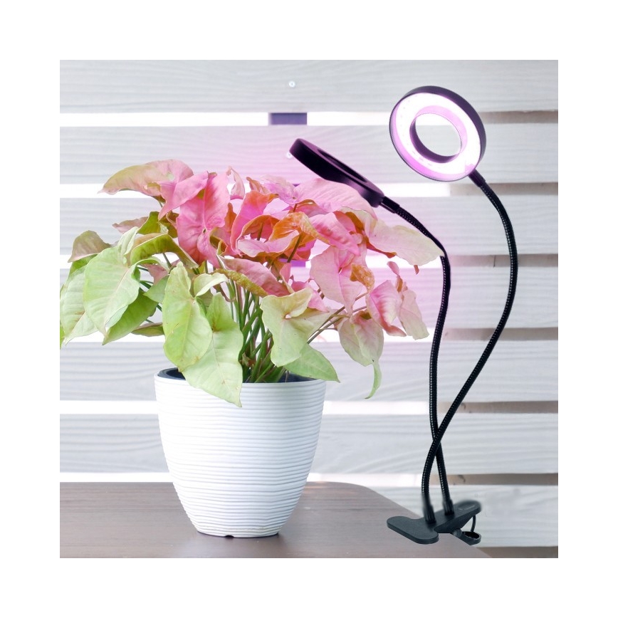 LED Aptumšojama pielāgojama galda lampa ar stiprinājumu augu audzēšanai VITARO 2xLED/4W/230V melna