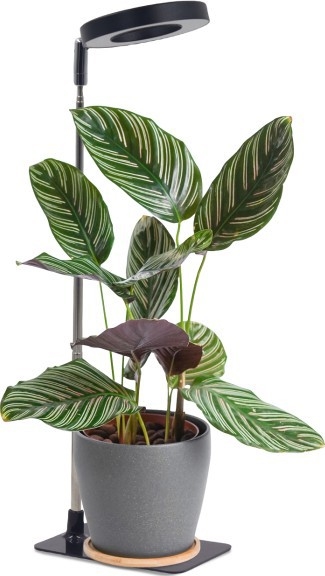 LED galda lampa ar regulējamu spilgtumu augu audzēšanai VERDI LED/5W/5V 1300K CRI 95 melna