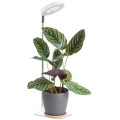 LED regulējama galda lampa augu audzēšanai VERDI LED/5W/5V 1300K CRI 95 balta