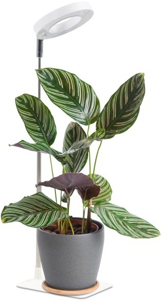 LED regulējama galda lampa augu audzēšanai VERDI LED/5W/5V 1300K CRI 95 balta