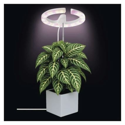 LED regulējamā iekštelpu lampa augu audzēšanai GROW LED/8W/5V