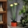 LED Saules gaismeklis LED/1,2V 200 mAh IP44 zieds