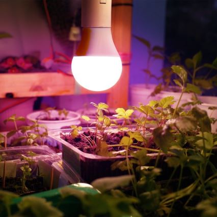 LED Spuldze stādu audzēšanai PLANTY E27/11W/230V 1200K balta