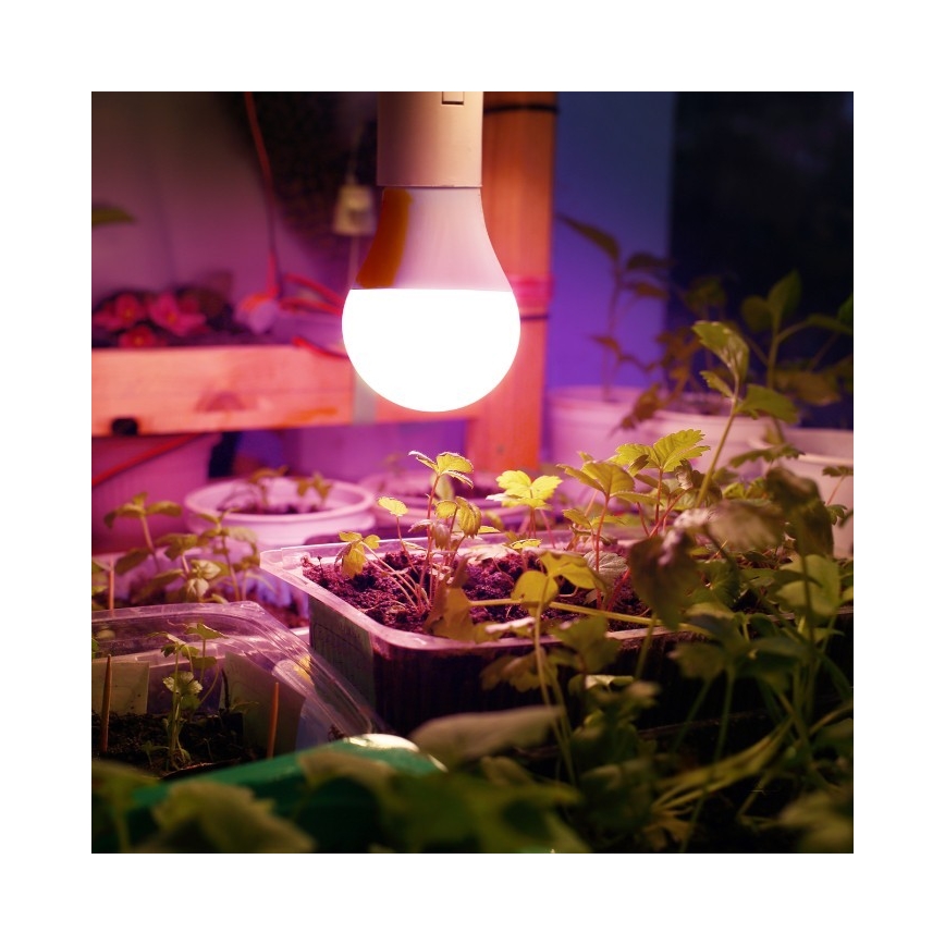 LED Spuldze stādu audzēšanai PLANTY E27/11W/230V 1200K balta