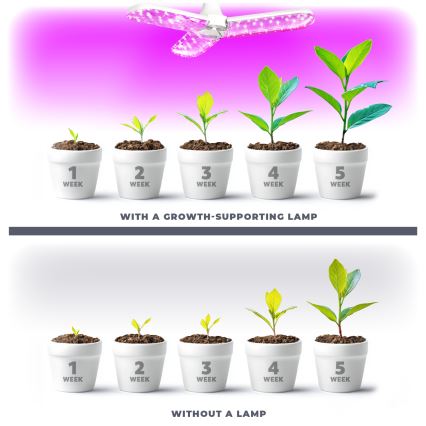 LED Spuldze stādu audzēšanai PLANTY E27/24W/230V 1200K