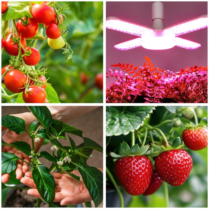 LED Spuldze stādu audzēšanai PLANTY E27/40W/230V 1200K