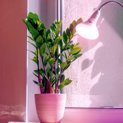 LED Spuldze stādu audzēšanai PLANTY E27/7W/230V 1200K balta