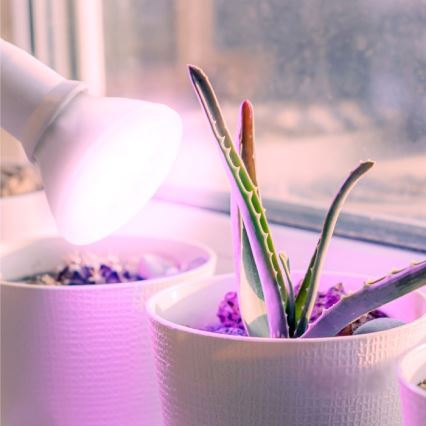LED Spuldze stādu audzēšanai PLANTY E27/7W/230V 1200K balta