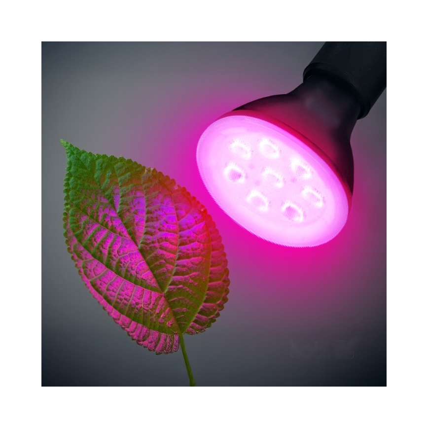 LED Spuldze stādu audzēšanai PLANTY E27/7W/230V 1200K melna