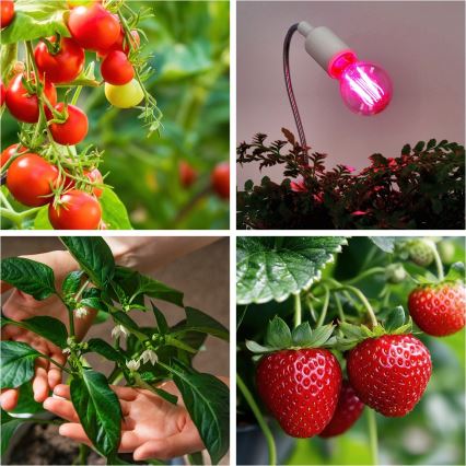 LED Spuldze stādu audzēšanai VITABLOOM E27/8W/230V 1200K - Brilagi