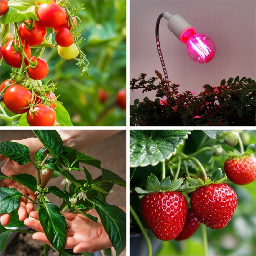 LED Spuldze stādu audzēšanai VITABLOOM E27/8W/230V 1200K - Brilagi