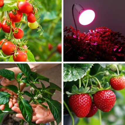 LED Spuldze stādu audzēšanai VITABLOOM E27/9W/230V 1200K balta - Brilagi