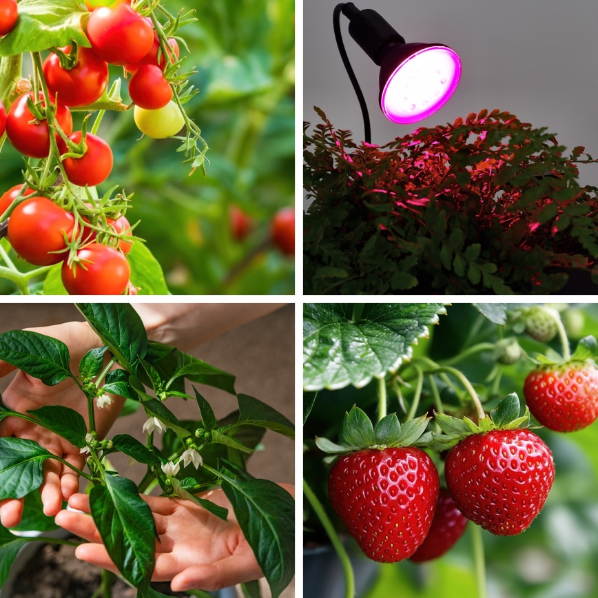 LED Spuldze stādu audzēšanai VITABLOOM E27/9W/230V 1200K melna - Brilagi