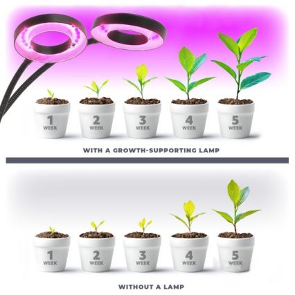 LED regulējama elastīga galda lampa ar skavu augu audzēšanai VITARO 2xLED/4W/230V melna