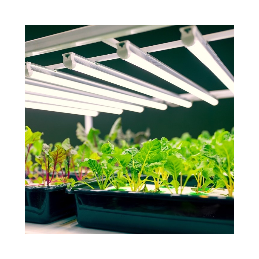 LED Virtuves zem skapīša lampa augu audzēšanai GROWLY LED/9W/230V balta
