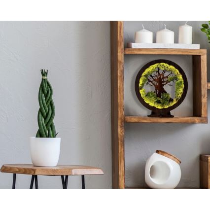 Li-Go 23604/DUB2 - Regulējama LED galda dekorācija LED/12W/230V 20x22 cm ozols/sūna un koks