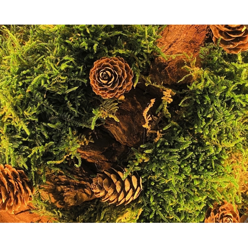 Li-Go 23654 - Dimējama LED galda dekorācija LED/12W/230V 20x22 cm valrieksts/Sūnu kompozīcija