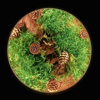 Li-Go 23654 - Dimējama LED galda dekorācija LED/12W/230V 20x22 cm valrieksts/Sūnu kompozīcija