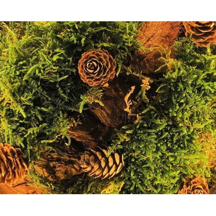 Li-Go 23654 - LED dimējama galda dekorācija LED/12W/230V 20x22 cm valrieksts/sūnu kompozīcija