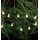 Markslöjd 702991 - LED Ziemassvētku virtene NALLE 10xLED/3xAA 1,7m silti balta