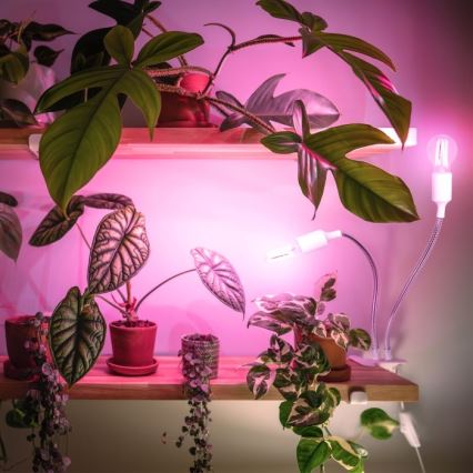 Pielāgojama galda lampa ar stiprinājumu augu audzēšanai PLANTY 2xE27/30W/230V balta