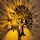 Sienas gaismeklis HEART TREE 1xE27/40W/230V melns