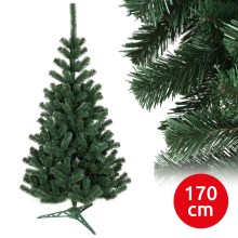 Ziemassvētku egle BRA 170 cm skuju koks