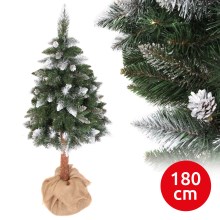 Ziemassvētku egle PIN 180 cm skuju