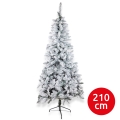 Ziemassvētku egle SCOTLAND 210 cm (egle)