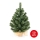 Ziemassvētku egle XMAS TREES 50 cm skuju