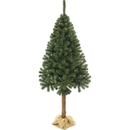 Ziemassvētku eglīte uz stumbra 160 cm egle