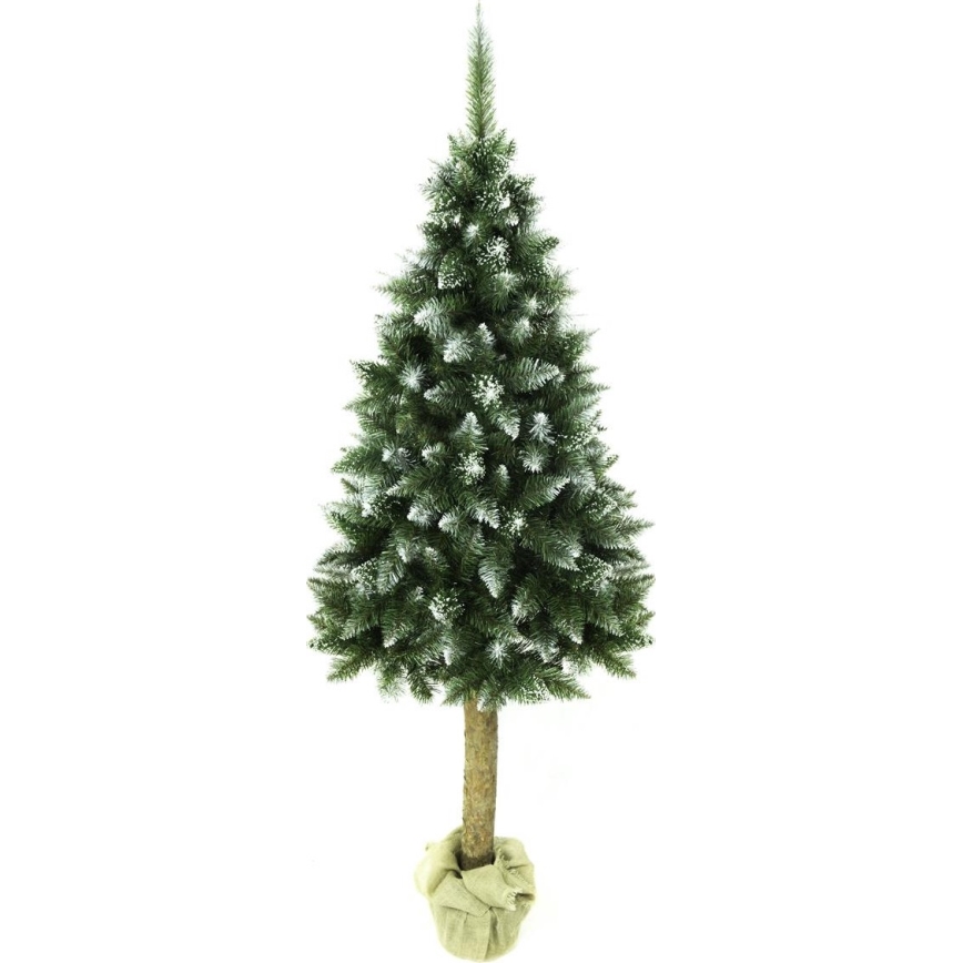 Ziemassvētku eglīte uz stumbra 180 cm egle