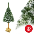 Ziemassvētku eglīte uz stumbra 180 cm priede